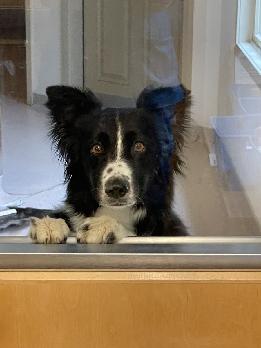 BasilsSweet's tweet photo. Oh…hi there 😊

#dogsoftwitter #bordercollie https://t.co/ymFMZMDT4f