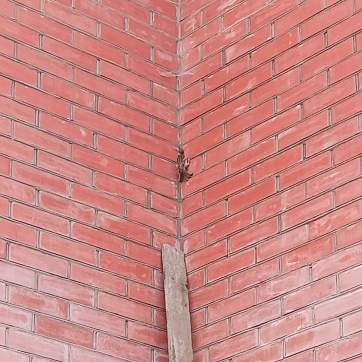 PacificBirdsNFT's tweet photo. #PBFact: Today our team faced an unusual phenomenon. Have you ever known that sparrows can climb walls like spiders? 

We hadn’t known it too. 
Everyone’s shocked.

#NFT #NFTCommmunity https://t.co/IZ5q3WmFVz