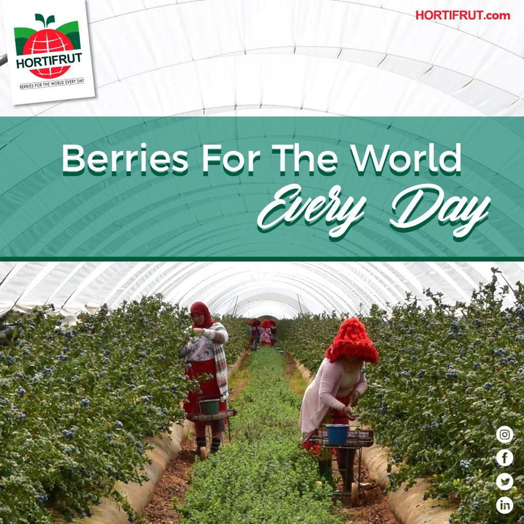 Somos Nº1 en ventas de arándanos 🫐 y 2 en ventas de berries 🍒🍓 a nivel mundial 🌎. Contamos con más de 500 clientes en el mundo, trabajamos con 400 productores en 7 países y a traves de alianzas estratégicas operamos en Asia, Europa y Norteamérica; ¡y vamos por más!