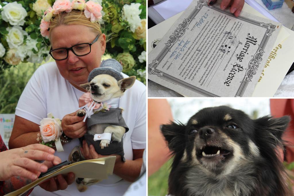 Chihuahuas have the ultimate wedding with eight-tier cake and 90 dog guests trib.al/wQTKOz2
