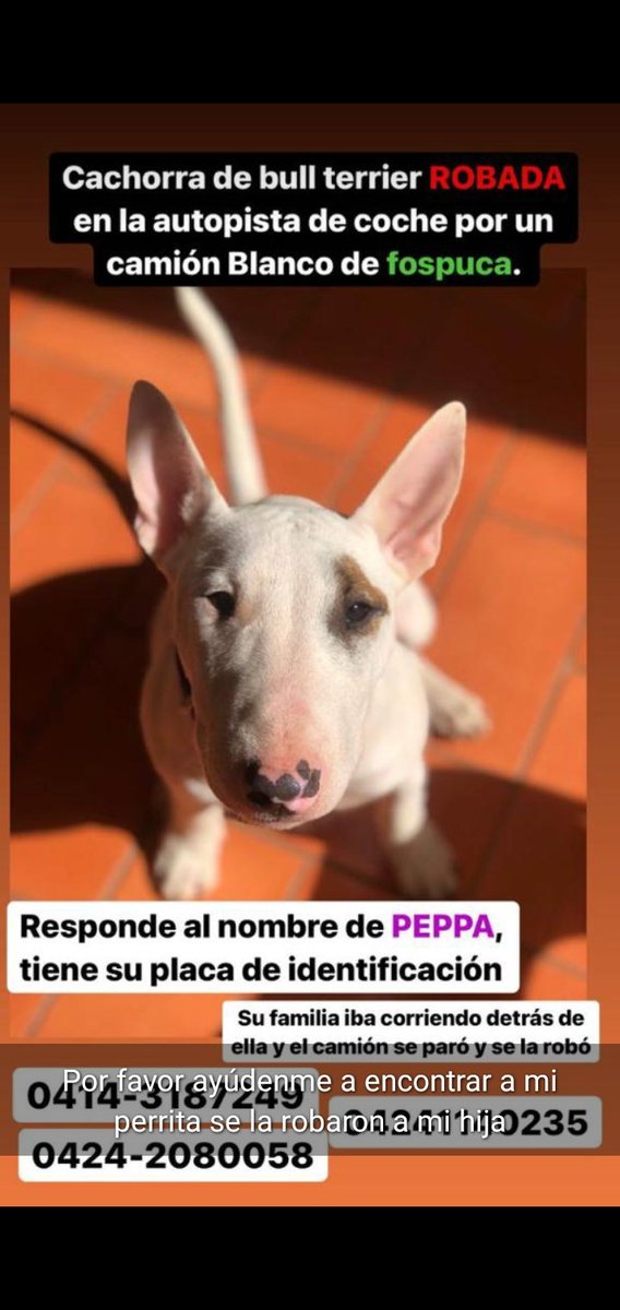 andreamgamezb's tweet photo. Perrita Bullterrier robada en la autopista valle-coche por un camión de fospuca color blanco. 
@peluditosucv @aproavzla @RCamachoVzla @PerroUsuario https://t.co/hNULopybX3