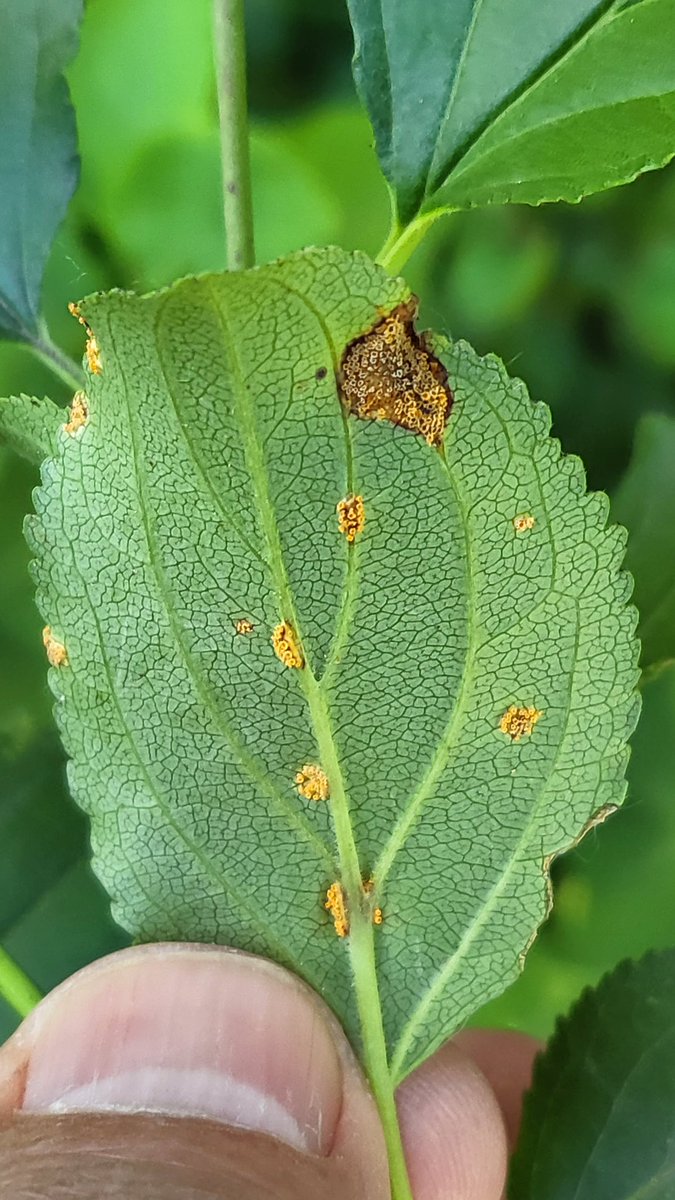 David A. Kaminski tweet media