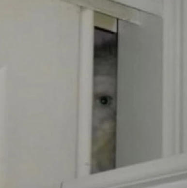 anythingbott's tweet photo. Shirakami Fubuki is living in your walls... https://t.co/LY6cXrP3zh
