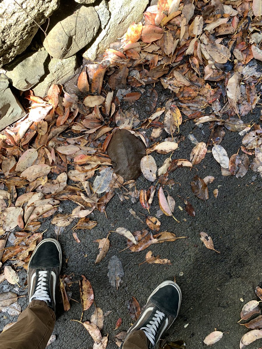 Apparently chitons can leap out of a holding tank and crawl away across a gauntlet of pavement and leaf litter. 

Who knew?

#chiton #buyerbeware #marinebiology #labworkfail 

📷 by <a href="/randy_marckez/">Randy Marquez</a> &amp; <a href="/ChrisJendrey/">Chris Jendrey</a>