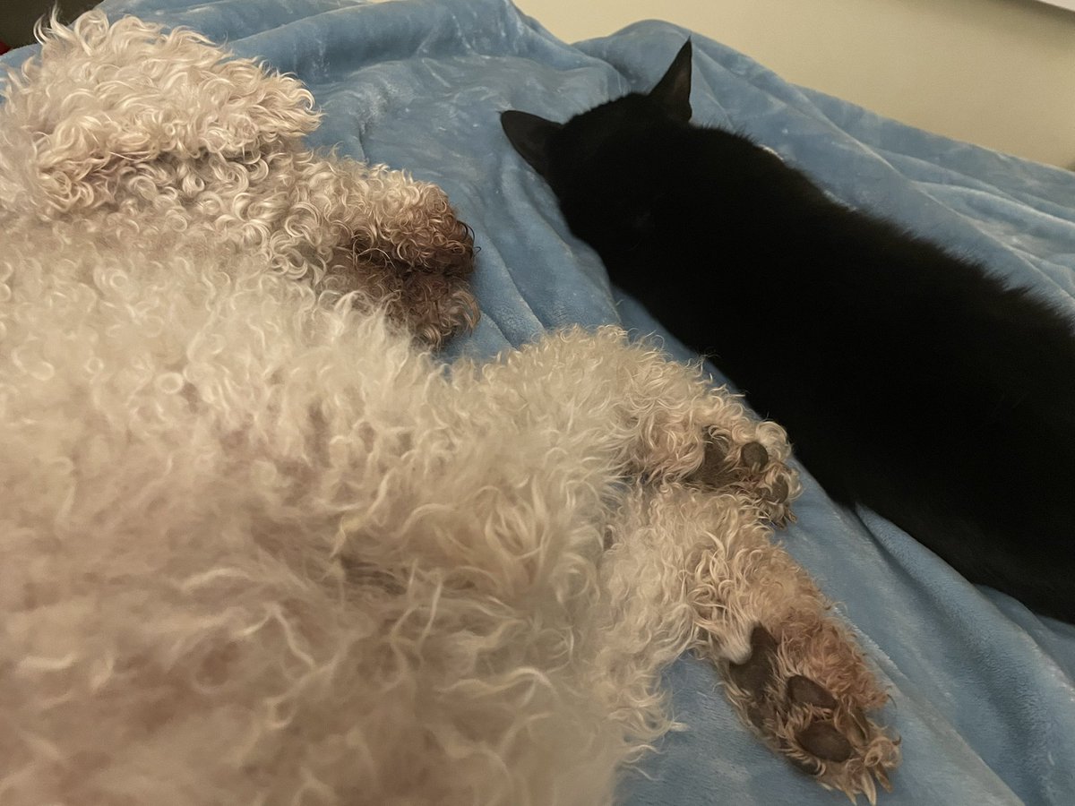 annemariekramer's tweet photo. Had to rush Henry to the vet as he was doing proper dramatic moping & seemed to be at death’s door. But when he saw my lovely neighbour, he perked up, and at the vet’s, it was like nothing was wrong! Diagnosis: blocked salivary gland. Lulu Bulu is playing nurse ❤️ #dramaticdog https://t.co/HADxlSYCzT