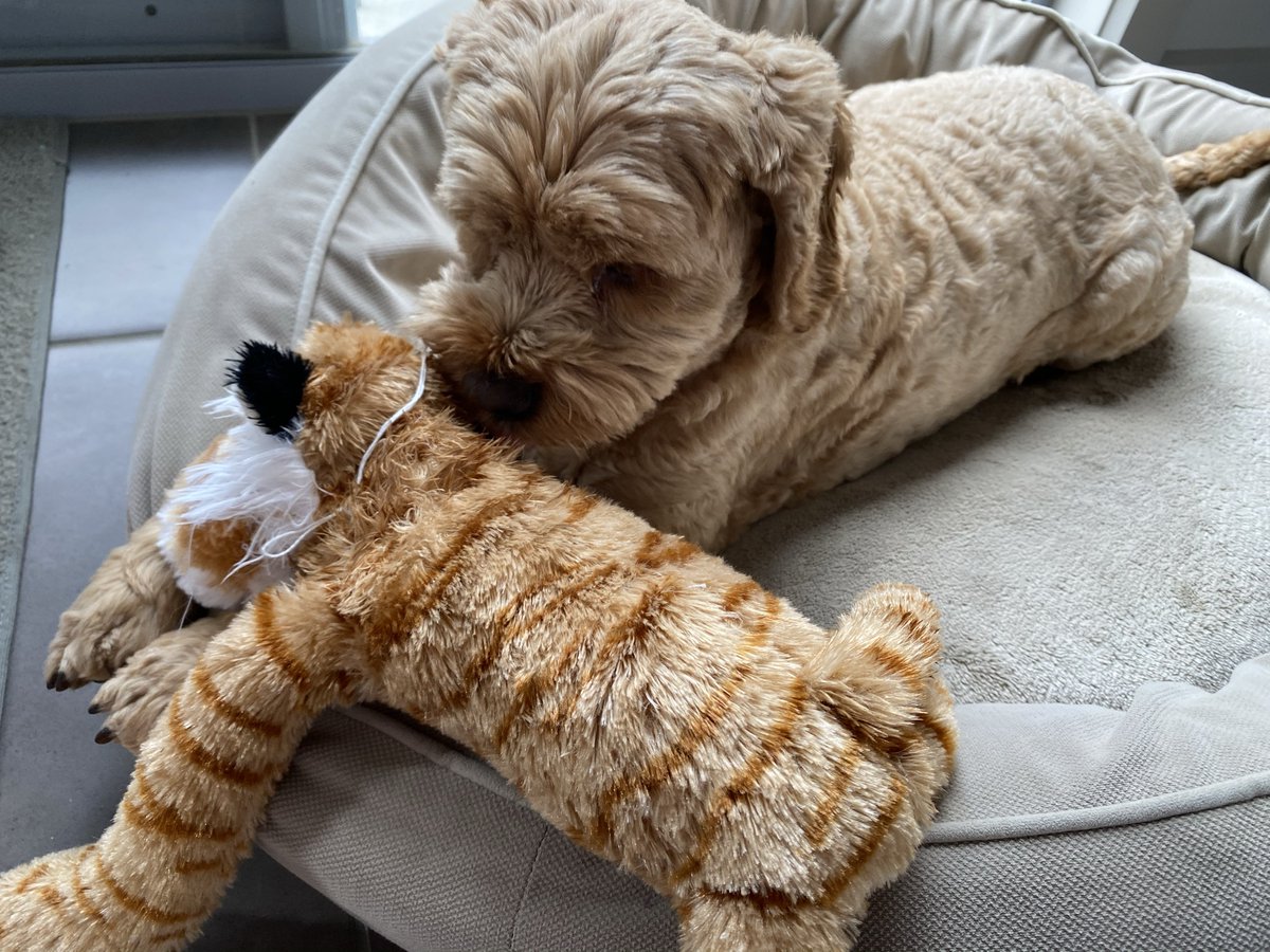 lyndalbox's tweet photo. Hubert knows good leaders create opportunities for others to thrive.

“Hi, I’m Hubert.
I have invited Tigger to come to the dog park. We are doing some preparation for it together. I want to make sure Tigger knows what to expect and feels supported to perform at his best.” https://t.co/l6pkn3YOO9