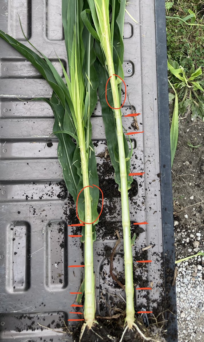 LaurenBotine's tweet image. Hitting that #shortstaturecorn with that in season side-dress application today! Accessibility to in season needs and foliar applications is an absolute game changer thanks to the #smartcornsystem! Look at those shortened internodes 😎@BayerTraits @Channel_IA @ChannelSeed
