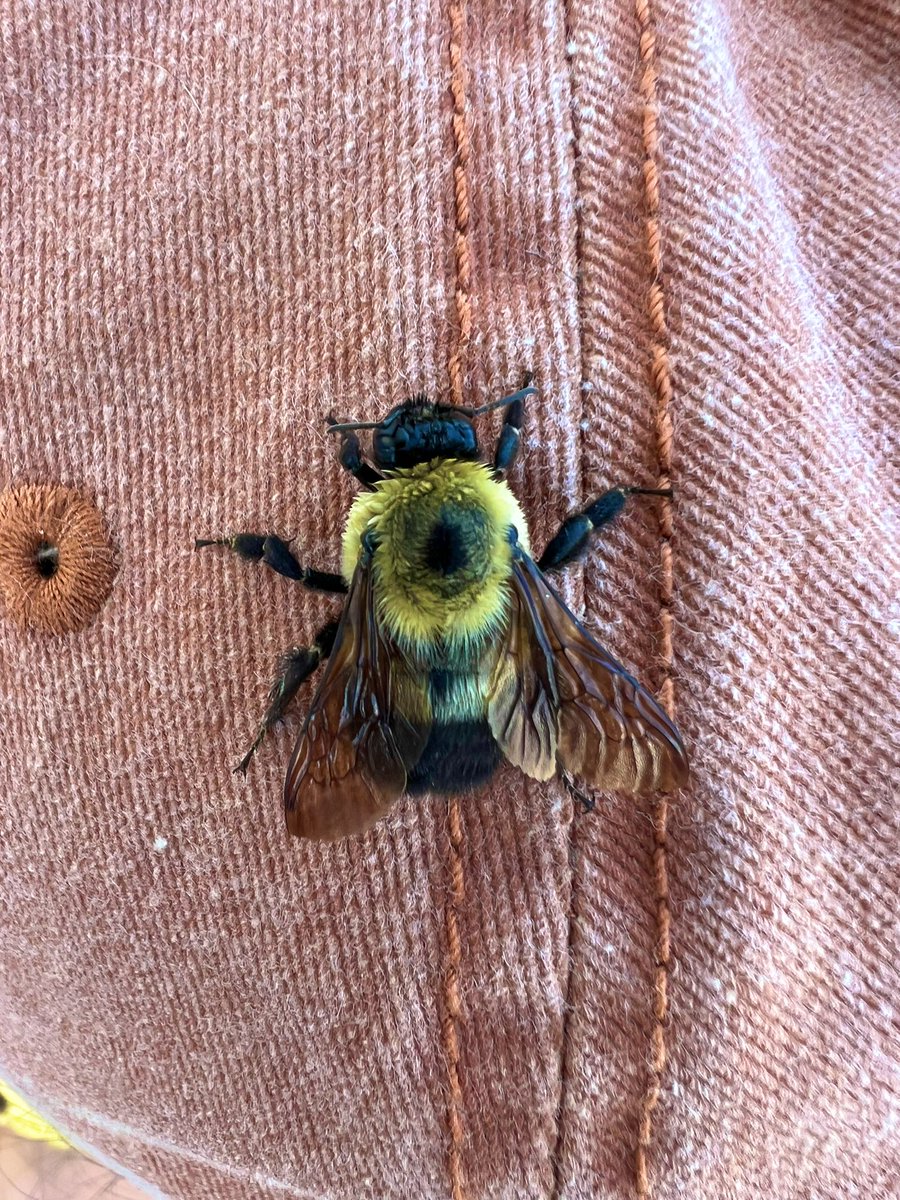 evergreenqveen's tweet photo. this bee has been on my head for like 20 min https://t.co/17wPAquoNB