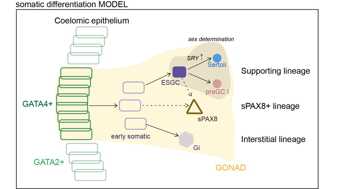 The differentiation model and core TFs seem to be conserved between human-mouse. However, the key #markers of human ESGC differ.
