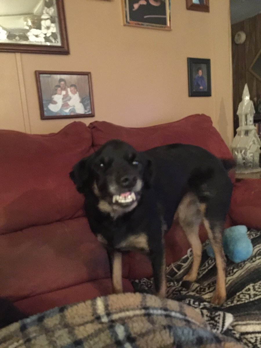 ShadowTip's tweet photo. Our baby Shadow went OTRB 🌈 Friday. We are totally heartbroken. 💔💔💔🐾🐾🐾 https://t.co/bSnUIFtUqU