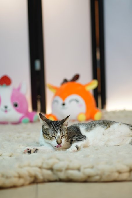 Cada rt es un un packetito de whiskas pal michi🐱 https://t.co/IHo0xhChgV