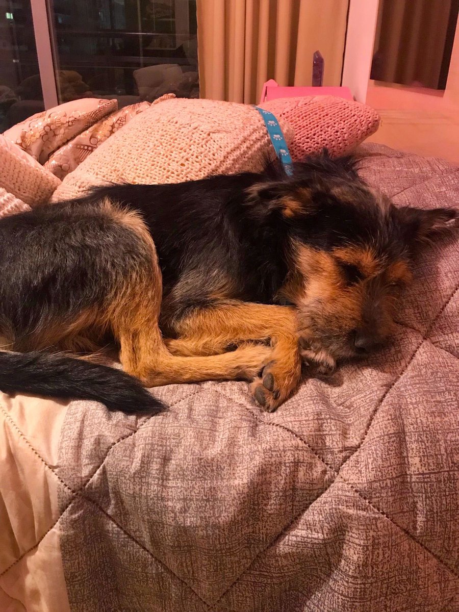 KODA, sigue buscando un hogar responsable donde le den mucho amor. Macho, 1 año y medio , tranquilo,educado,sociable y se lleva bien con otros animales. Si queres donar para sus vacunas, comida y castracion podes hacerlo al siguiente link: mpago.la/2nChdHg <a href="/VivireNuevaCba/">VivirenNuevaCórdoba®</a>