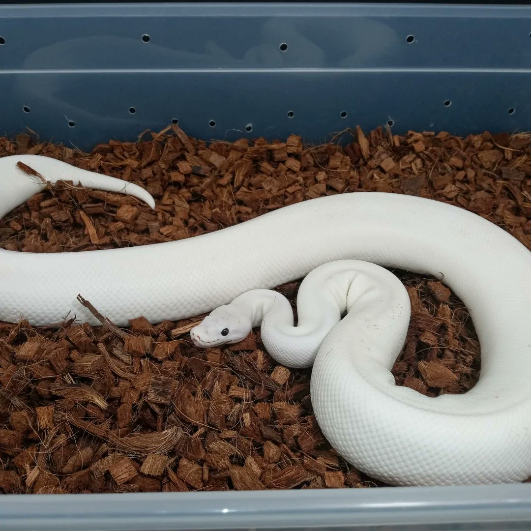 Vpi Axanthic Super fire