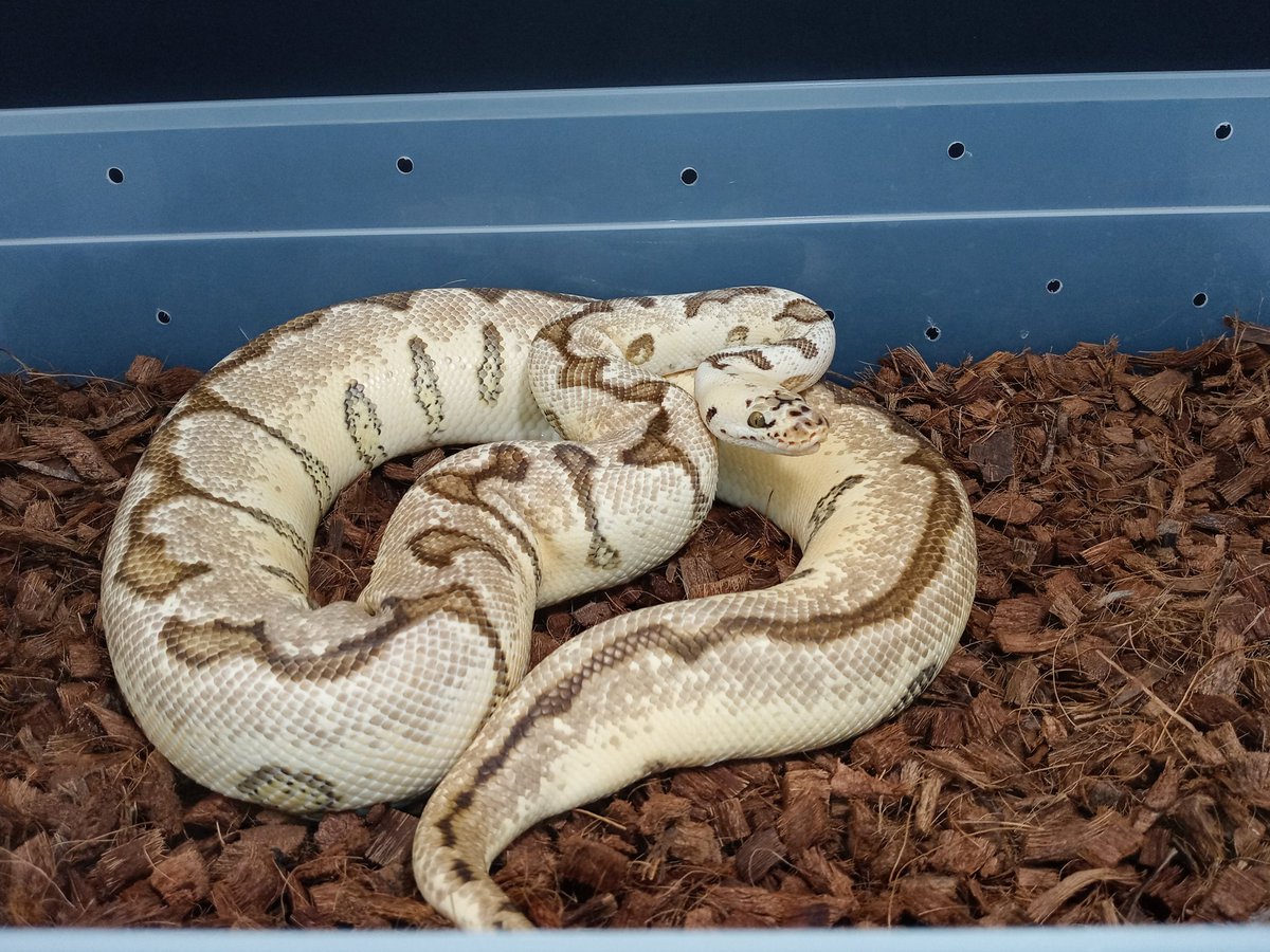 Pastel Enchi Spotnose Clown