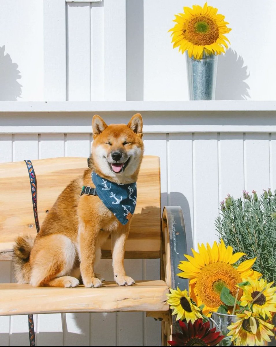 Maris Farms tweet media