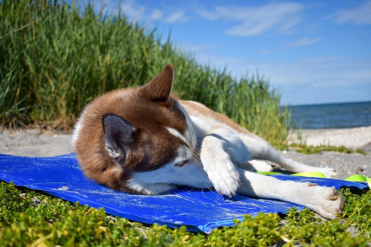 Are you enjoying the summer chill as much as Koda? 💙🐾
#dogsoftwitter #twitterdog