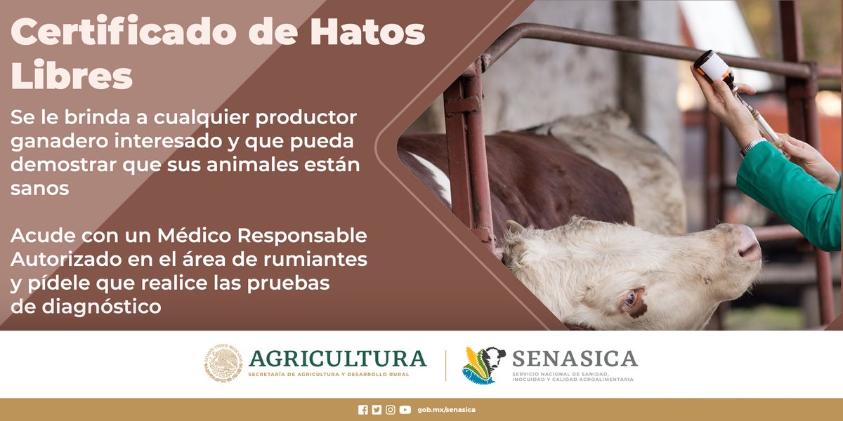 SENASICA's tweet photo. Si tu #ganado está libre de #brucelosis, obtén tu Certificado de Hatos Libres da clic y conoce los requisitos https://t.co/FsDs3bOZ2x
#bovinos #hatos https://t.co/seP3uWG7v4