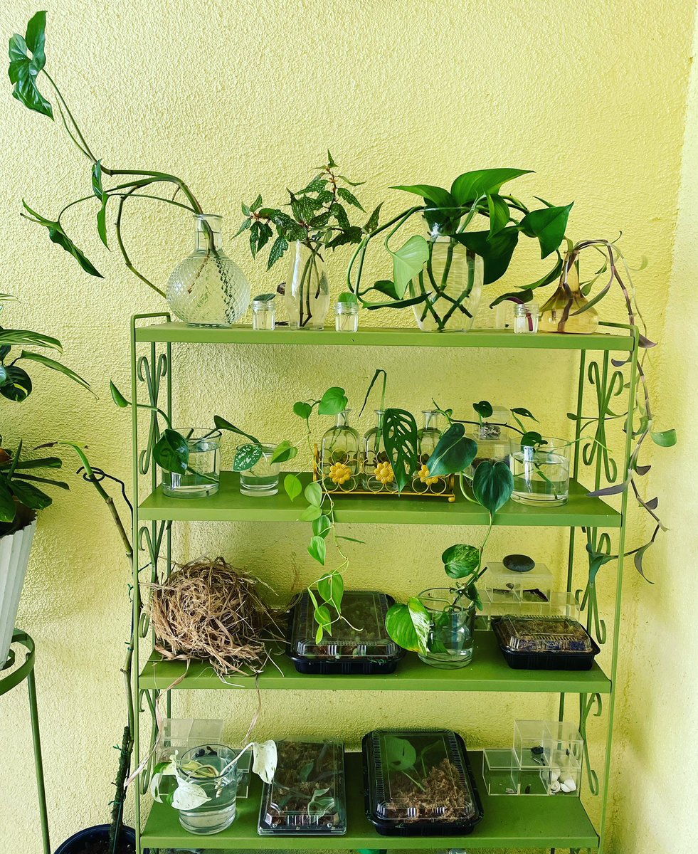 This is what happens when I’m stuck at home with my family as they get over Covid. Yes, I may be procrastinating like a rockstar, but in my defense, a houseplant does play a very important role in my latest WIP.