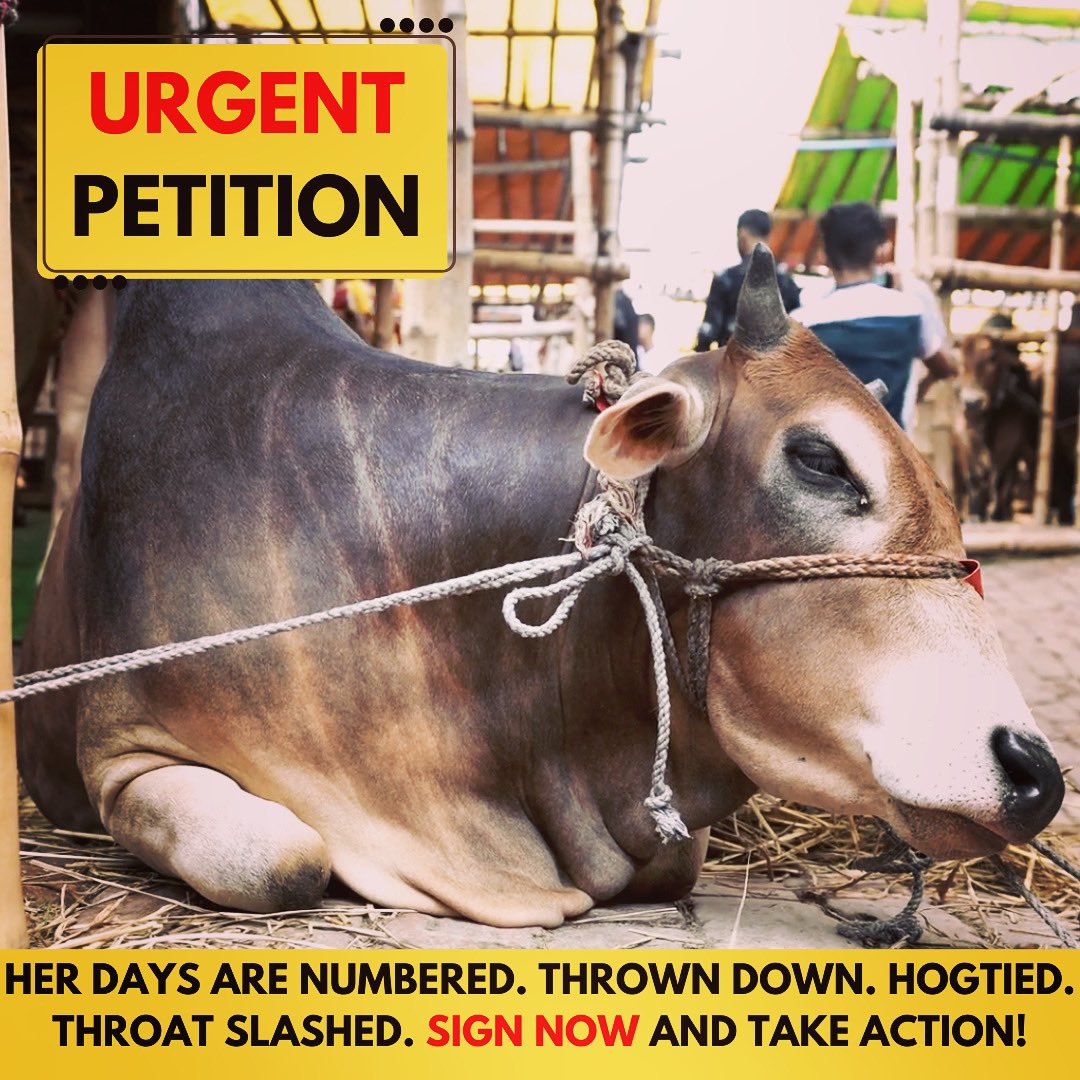 ARMInvestigatio's tweet photo. 🆘🚨URGENT PETITION: 🆘 #SIGNSHARE before time runs out! https://t.co/mDcTGLaRMt

ARM is in the field in #bangladesh for the fast approaching #eidaladha #animalsacrifice #festival. #help #stop with our #urgentpetition 
#animalrecoverymission #takeaction https://t.co/x6mEhMHKFm