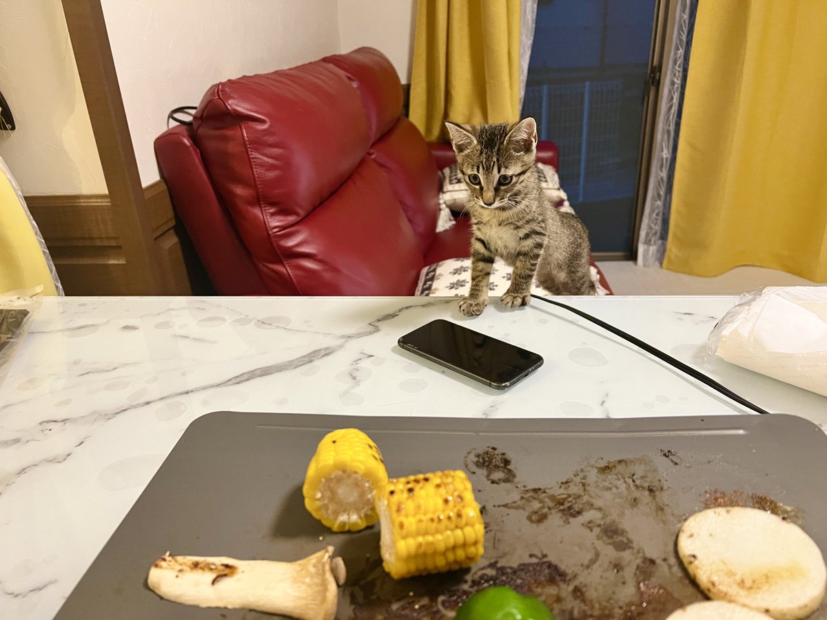 cattenjin's tweet photo. 焼肉に参加したい子猫。

#天神物語　
#猫
#猫好き　
#猫との生活　
#猫のいる幸せ　
#猫のいる暮らし　
#猫好きさんと繋がりたい　
#CatsOfTwitter
#cats 
#cat https://t.co/mQ6di5hKpO