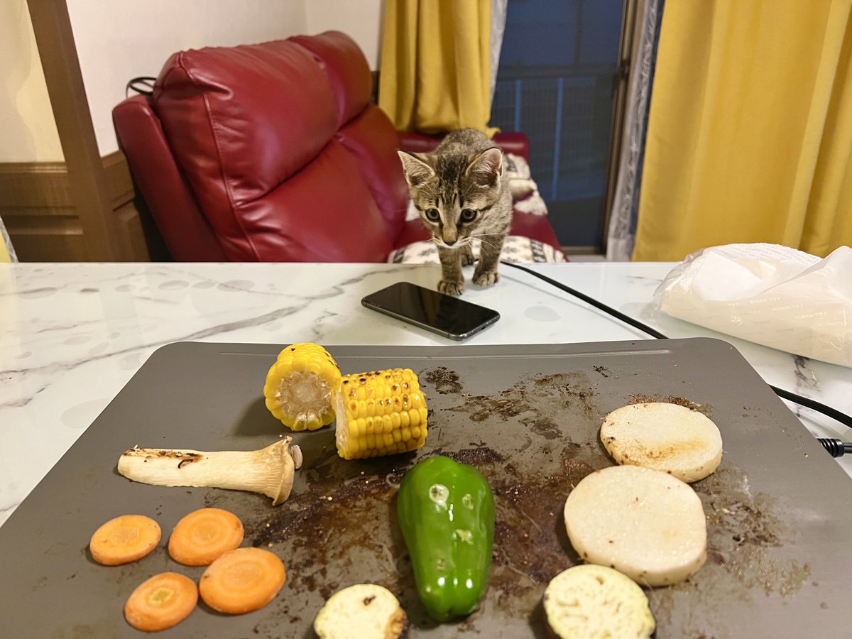 cattenjin's tweet photo. 焼肉に参加したい子猫。

#天神物語　
#猫
#猫好き　
#猫との生活　
#猫のいる幸せ　
#猫のいる暮らし　
#猫好きさんと繋がりたい　
#CatsOfTwitter
#cats 
#cat https://t.co/mQ6di5hKpO