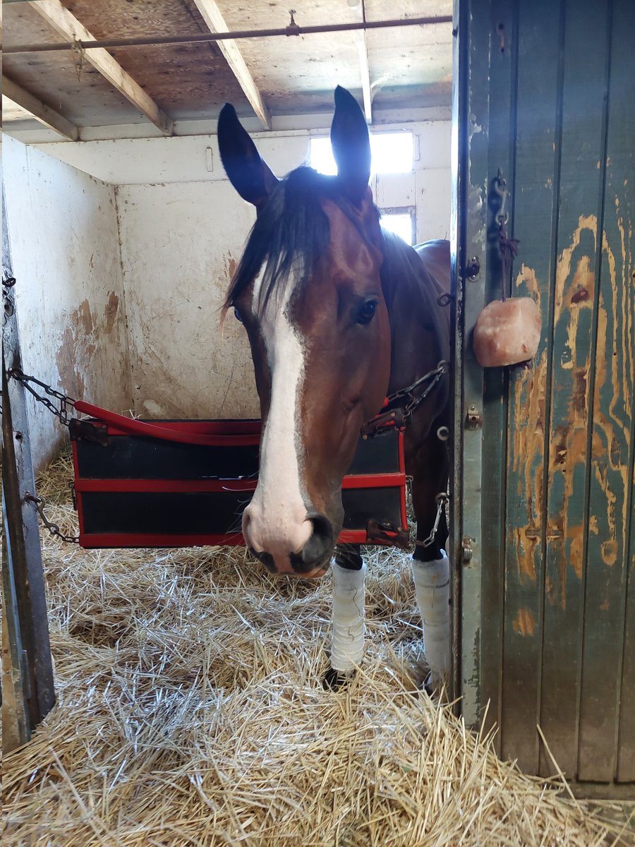 miyadi_steve's tweet photo. Almost a perfect 10-10 but for a nose loss...due to trainer error. Forgot to remind Flavien she waits on those behind her. Her name is Becca Taylor https://t.co/sdLaBtPFfp