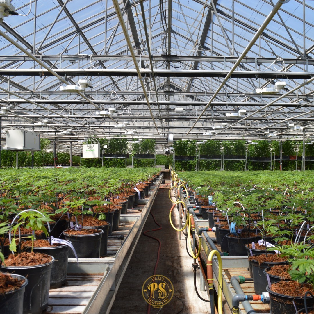 Family-Owned, Pacific Stone, grows over a million square feet of flower specializing in single-source cannabis.  🌿

Skip Motsenbocker, CEO chats with us about the ethos and growing practices that makes them a best-seller in California.🏆 

Tune In --> bit.ly/3OPFcrS