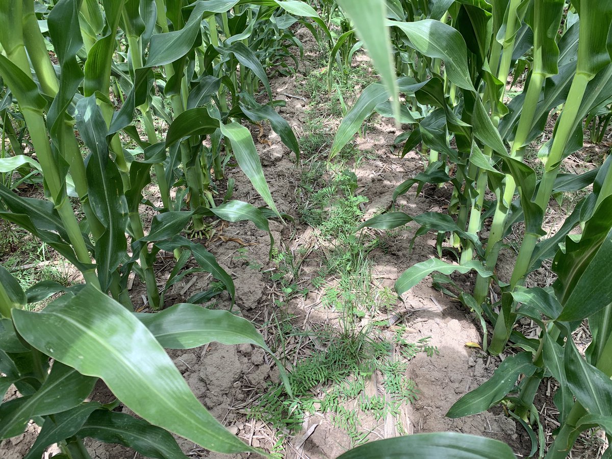 Nice catch of hairy vetch in the interseed mix this year.  Also showing is some annual rye grass, radish and few clover.
Planted shallower this year , or maybe was good moisture content early that helped out the vetch. Can still see some moisture from yesterday’s big 1/10” rain