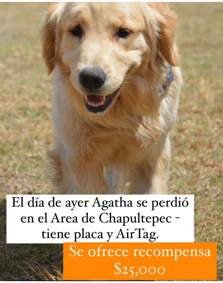 mariadogg's tweet photo. ⁦@MascotasSismo⁩ https://t.co/F5VSiT55G8