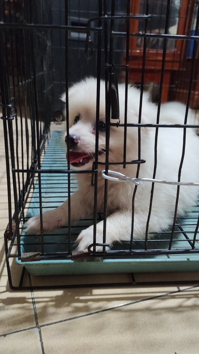jonyacmong's tweet photo. cục Bông mềm mại https://t.co/aiNgFoUKA7