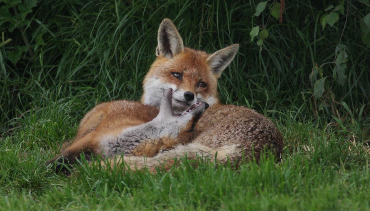 きつねばやし Defalt Bayashi Twitter