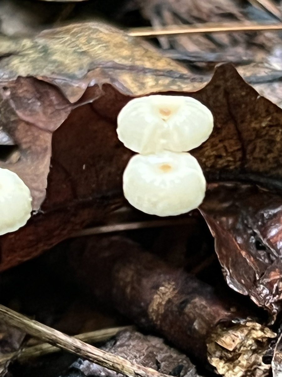 Jodie Williams tweet media