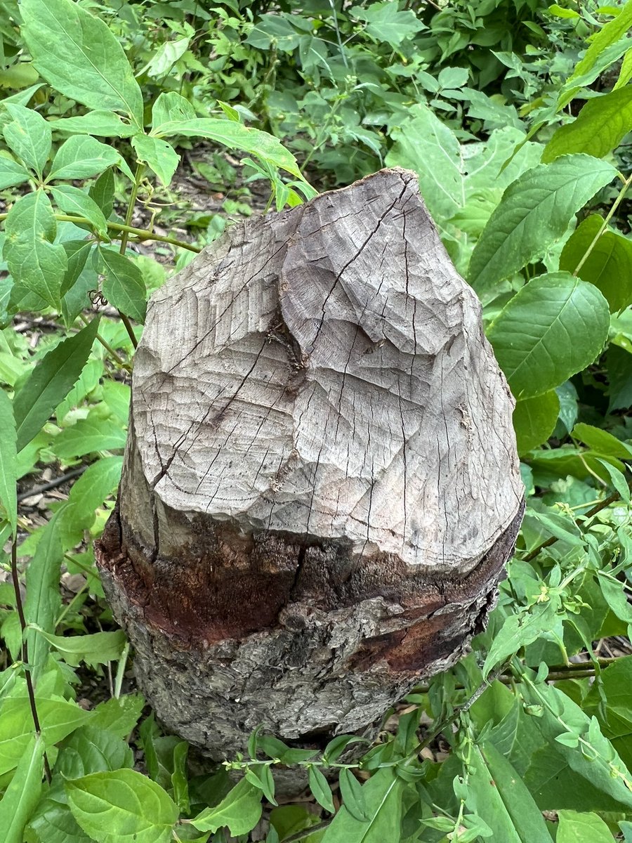 Jodie Williams tweet media