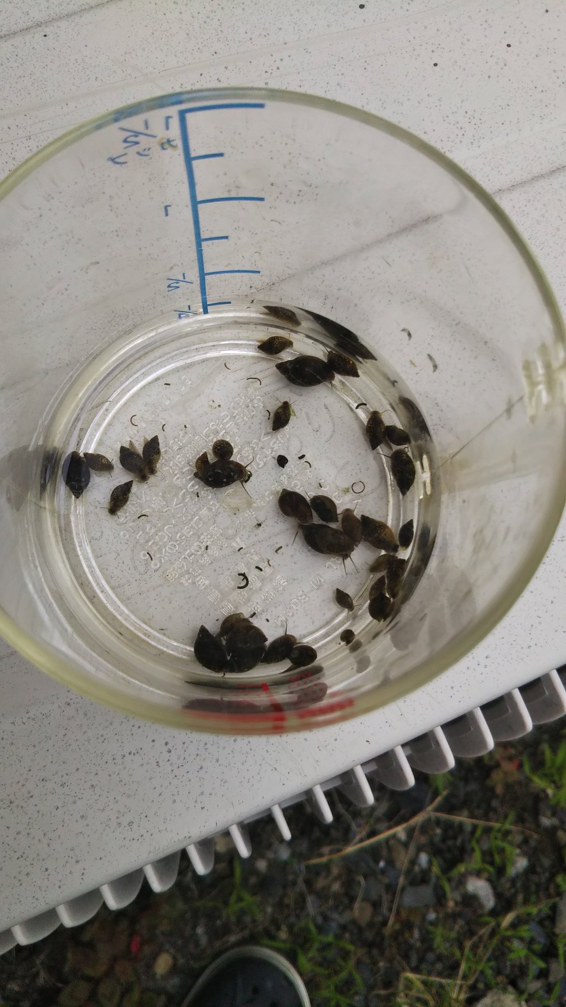 Gecko サルヴインオオニオイガメ 中々大きくならないですが このモノアラガイ を与えると凄い勢いで食べます 普段与えている配合だと中々食べないのに メダカ水槽で殖えたモノアラガイですが 最近は不足気味です T Co 1pzh0qy4pf Twitter Gecko サルヴインオオニオイガメ 中々大きくならないですが このモノアラガイ を与えると凄い勢いで食べます 普段与えている配合だと中々食べないのに メダカ水槽で殖えたモノアラガイですが 最近は不足気味です T Co 1pzh0qy4pf Twitter
