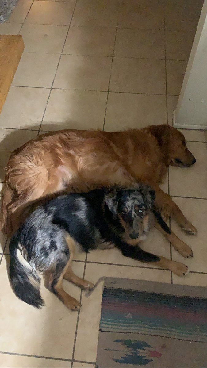 RolakSarah's tweet photo. @web2noob Would love to connect! 
I have two dogs.
One golden retriever and a Australian Shepard mix https://t.co/7U4IEl2Bw7