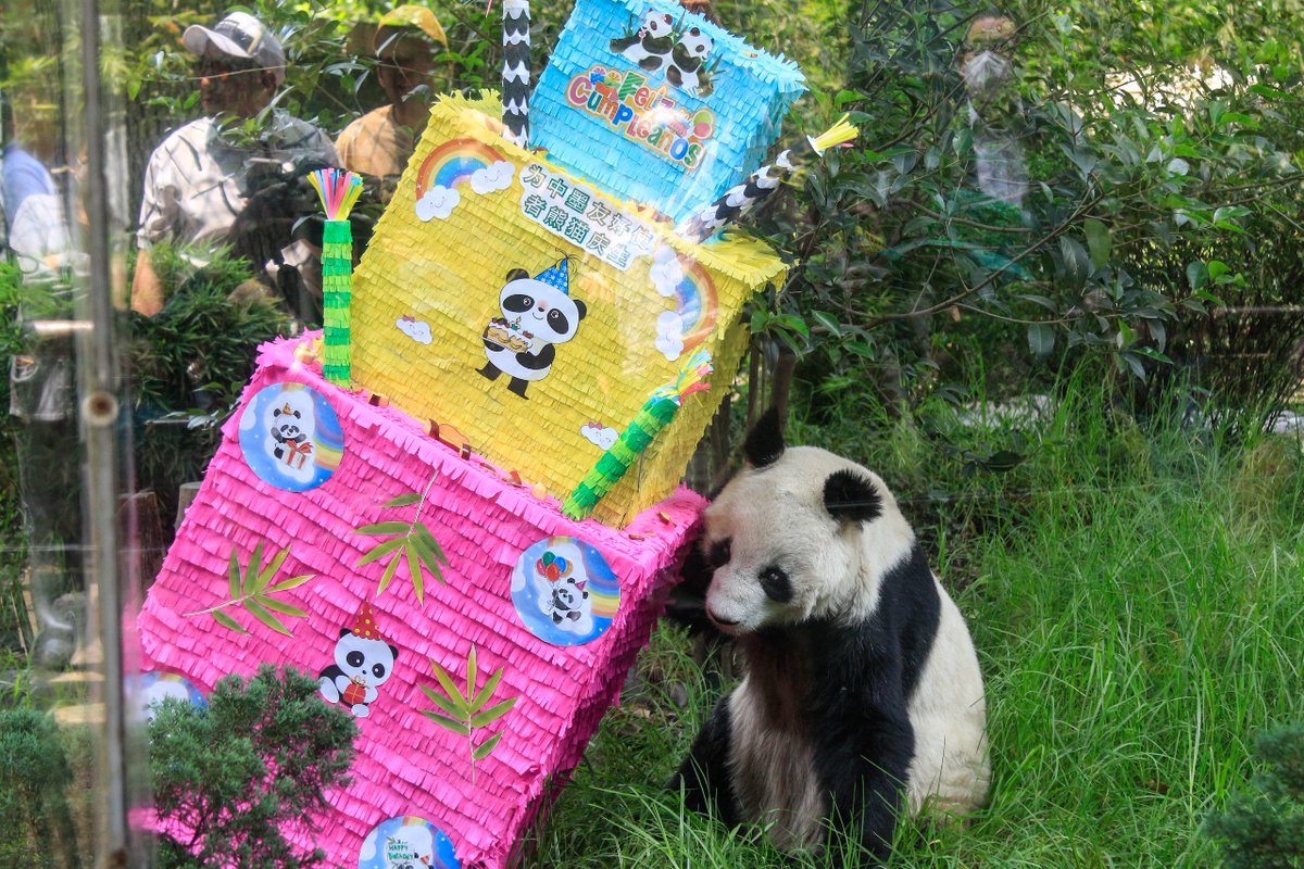 ChapultepecCDMX's tweet image. ¡Queremos pastel! 🎂🥳
Hoy se celebraron dos acontecimientos muy importantes en el Bosque, el Aniversario 99 del #ZoológicoDeChapultepec y el cumpleaños de Shuan- Shuan y Xin-Xin, dos pandas gigantes, de las más longevas del mundo. 🐼🐼