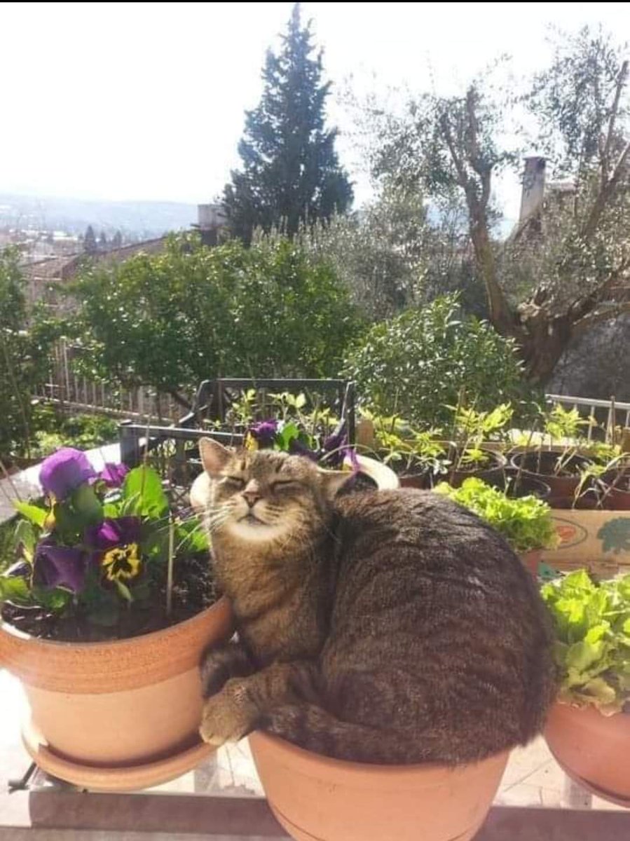 Can someone ID this flower for me? Thx