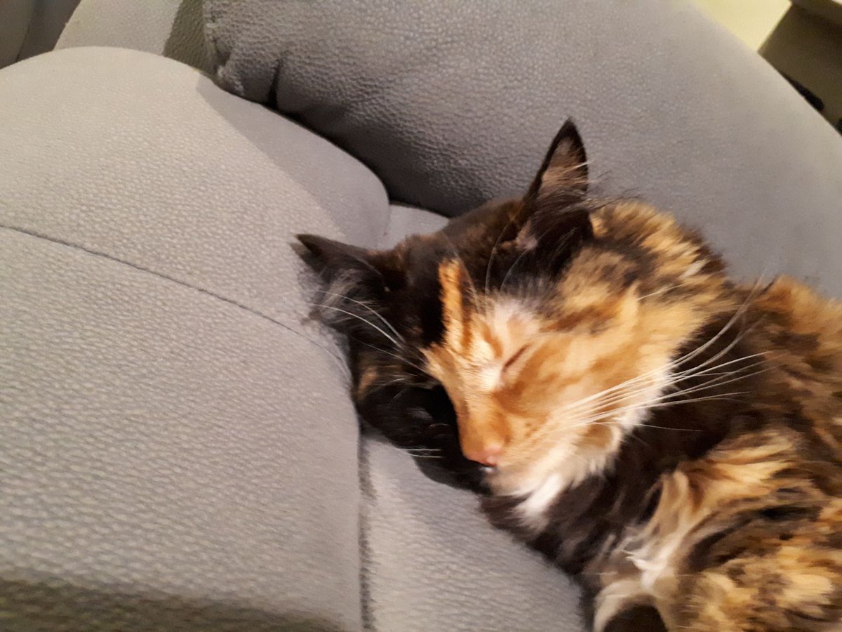 PolitanRabbit's tweet photo. @zentreya Sleepy kitty :) https://t.co/KkcXkdbvIc