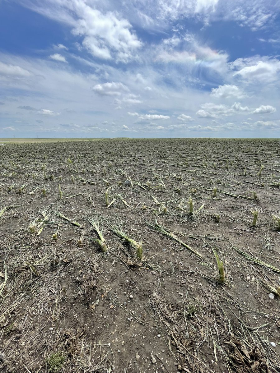 matt_zilverberg's tweet photo. This is all that’s left…..after a year of hard work and beautiful crops….gone in 15 mins…..corn on the left, beans on the right. You don’t really believe how bad it is til it happens on your own farm….. https://t.co/YzPN2HOZpa