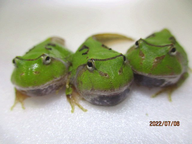 旧：WT 但野航＆かゑるこ） (@WTpacmanfrogs) / Posts / X