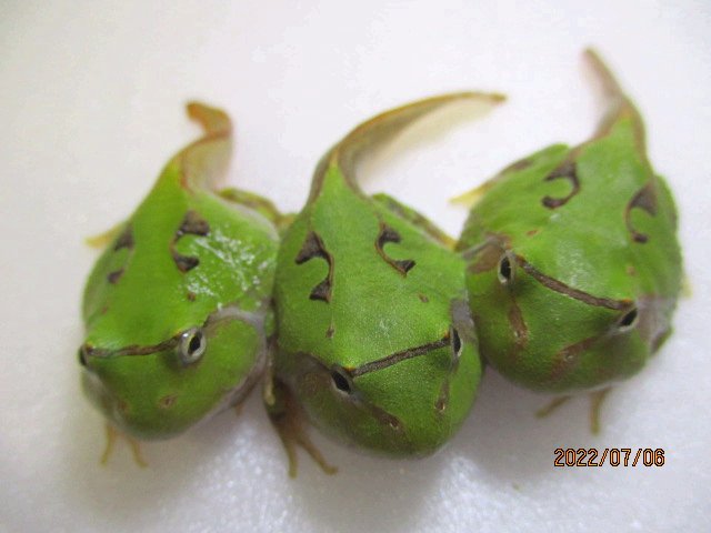 WTpacmanfrogs's tweet photo. ３匹の子蛙　
#WTアマゾンツノガエル https://t.co/rAbZzh8X9v