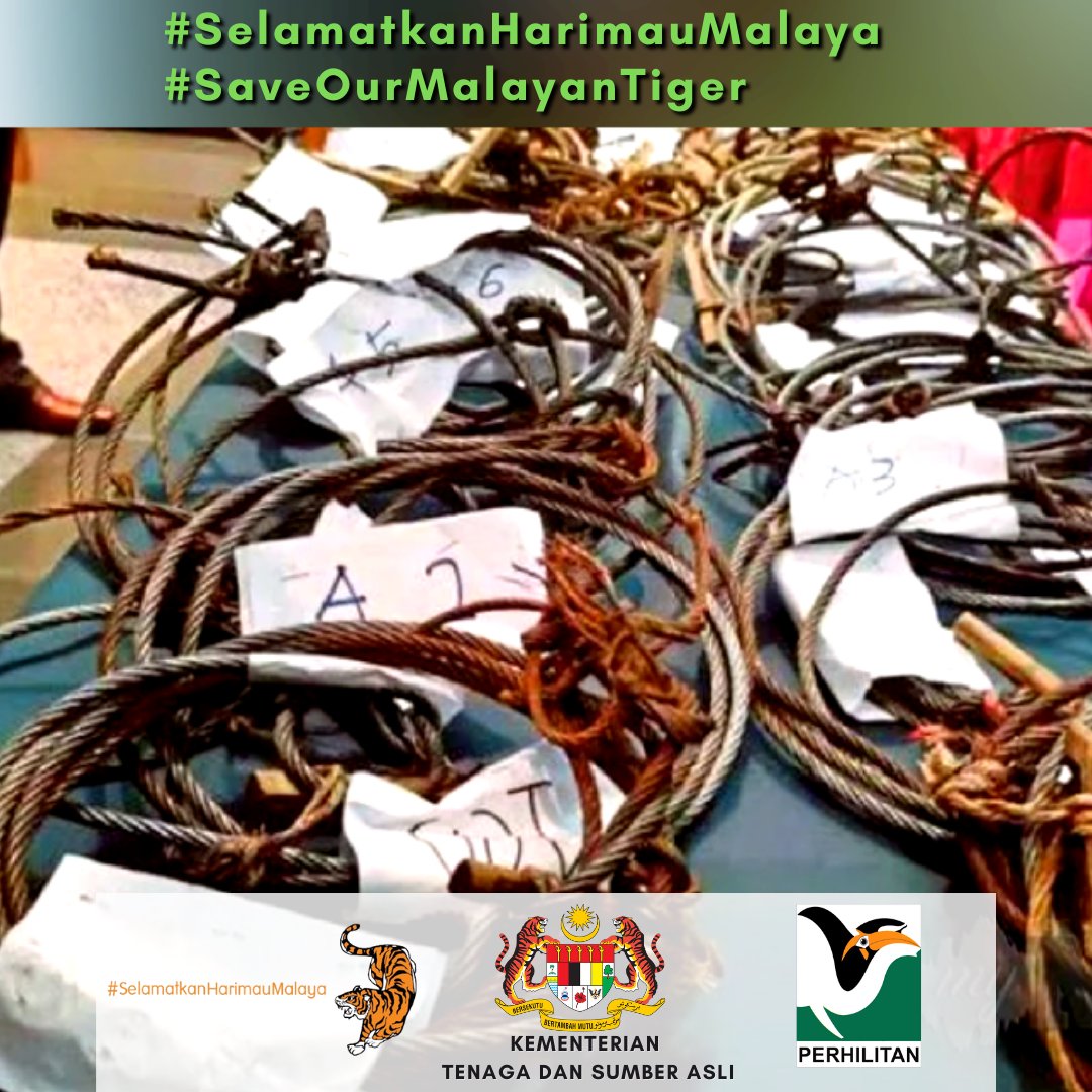 Laporkan sebarang jenayah hidupan liar ke Talian Hotline Jabatan PERHILITAN di 1-800-88-5151.

Bersama kita melindungi hidupan liar terutamanya Harimau Malaya demi kepentingan generasi akan datang.

#SelamatkanHarimauMalaya
#SaveOurMalayanTiger