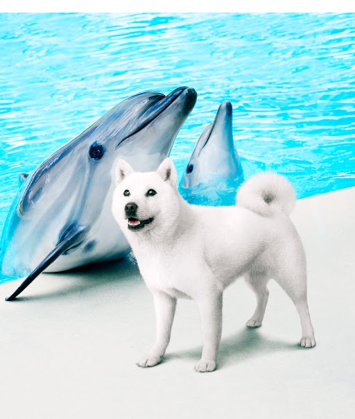 白戸次郎 白戸家のお父さん Shiratojiro Twitter