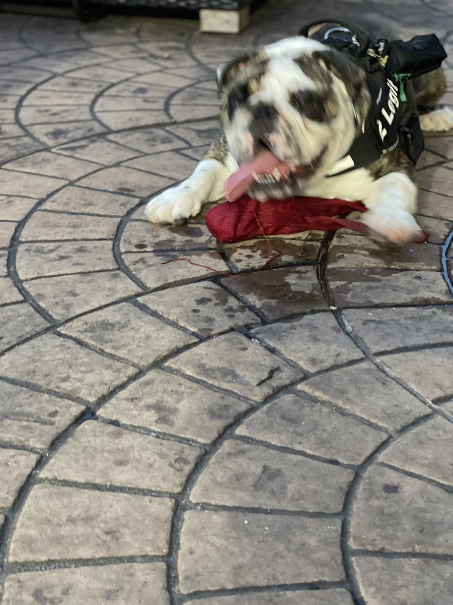 bulldog_ashur's tweet photo. #putaforkinme  #tired #lovinglife https://t.co/HzlTdCBQwl