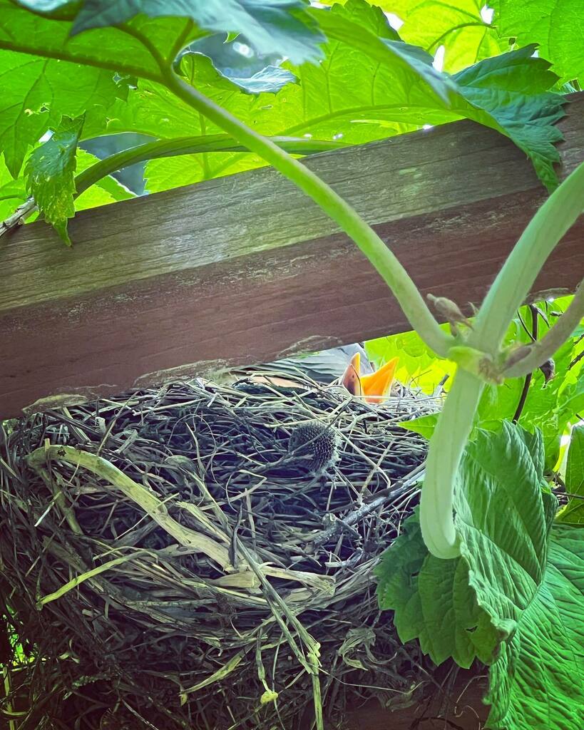adrndack's tweet image. The robins made a nest in our pergola amongst the hops. The babies just hatched 😍🥰🥹 #organicgardening #createnaturalhabitats #adirondacks #behumbleandkind #babybirds instagr.am/p/CfsJ62xpZN0/