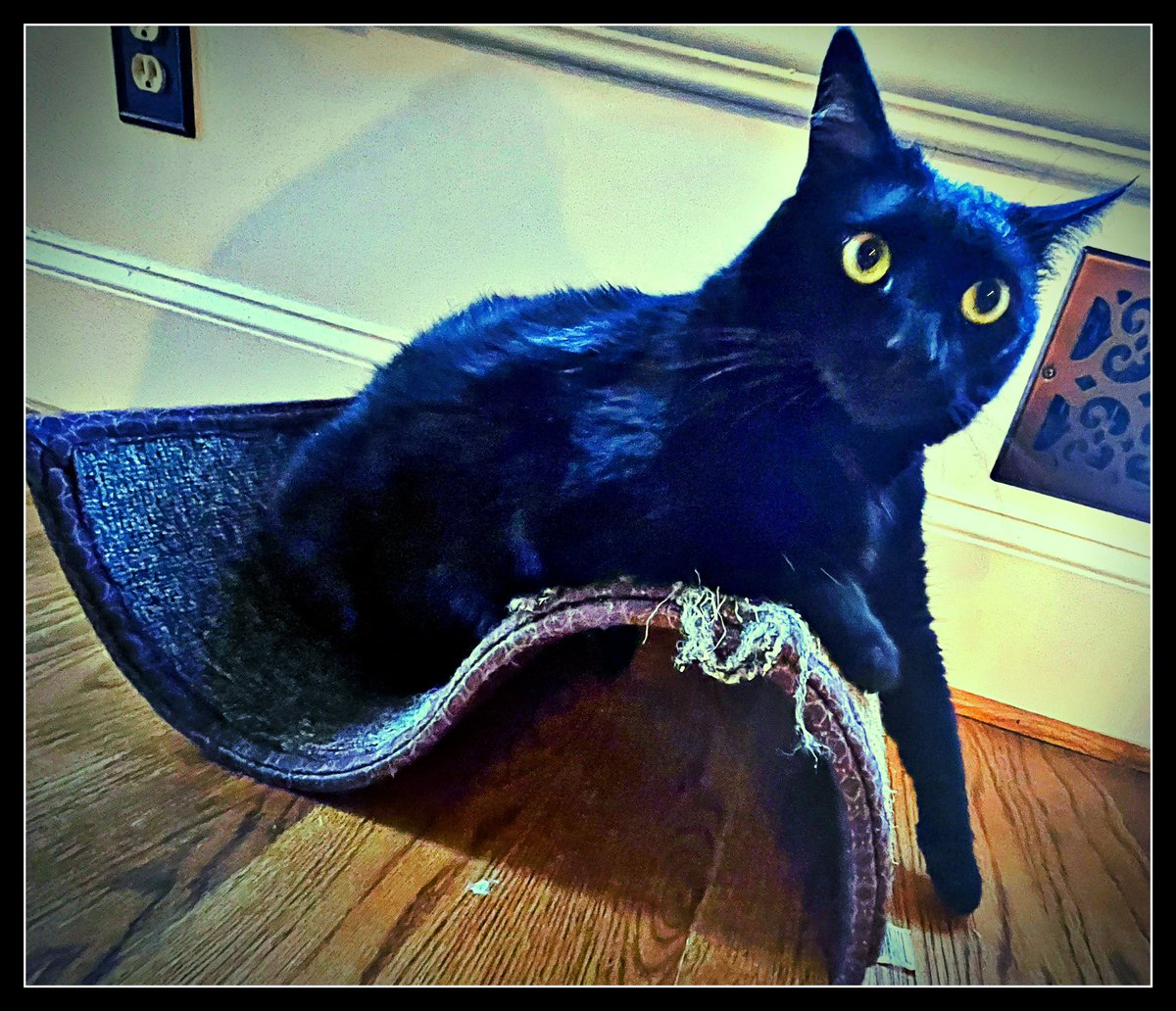 lawyerschiff's tweet photo. #JusticeKitty is all about #Thrones
#dadswithcats https://t.co/V1IuoXCRwn