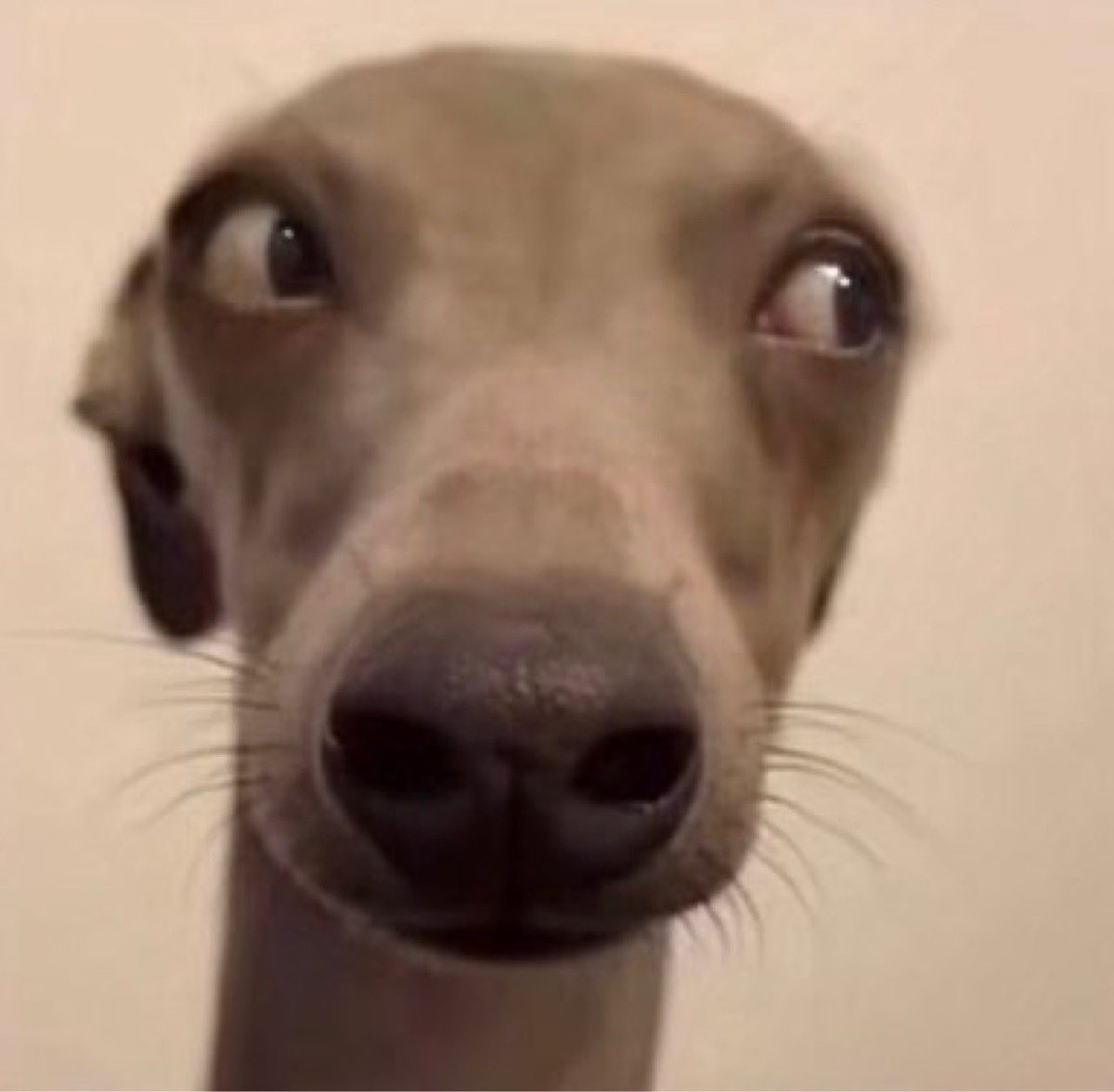 Kanna4BB's tweet photo. ok but poochie pie better not flop #bb24 https://t.co/I73Mi06pOM