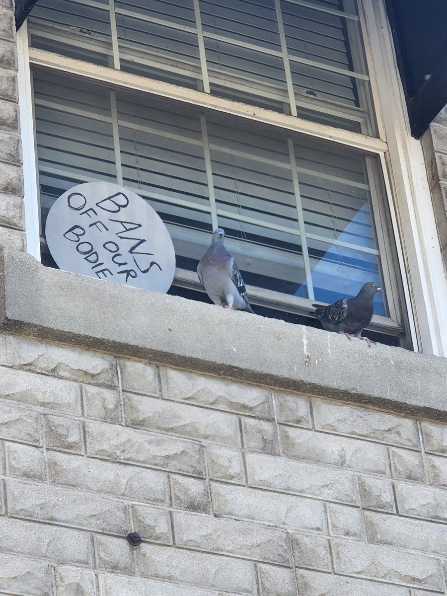 peachycheeks614's tweet photo. So looks like things are so bad even wild animals are joining the cause for body autonomy. We appreciate the solidarity pigoen friends. #mybodymychoice https://t.co/n9csDQ4Rmz