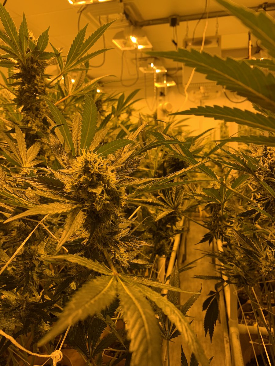 itsguffs2's tweet photo. Week 6 day 5 #goodkush #grower https://t.co/rWUV9N0kXS