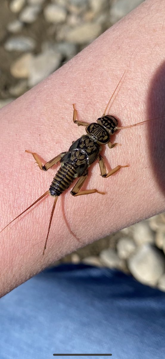 ショクモツレンサー tweet media